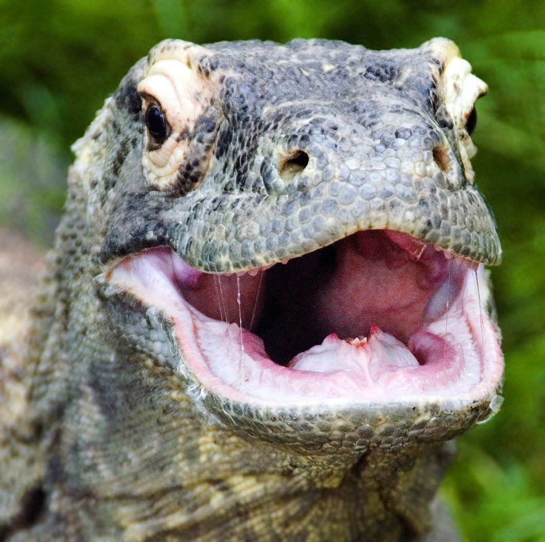 Комодский Варан ядовитый