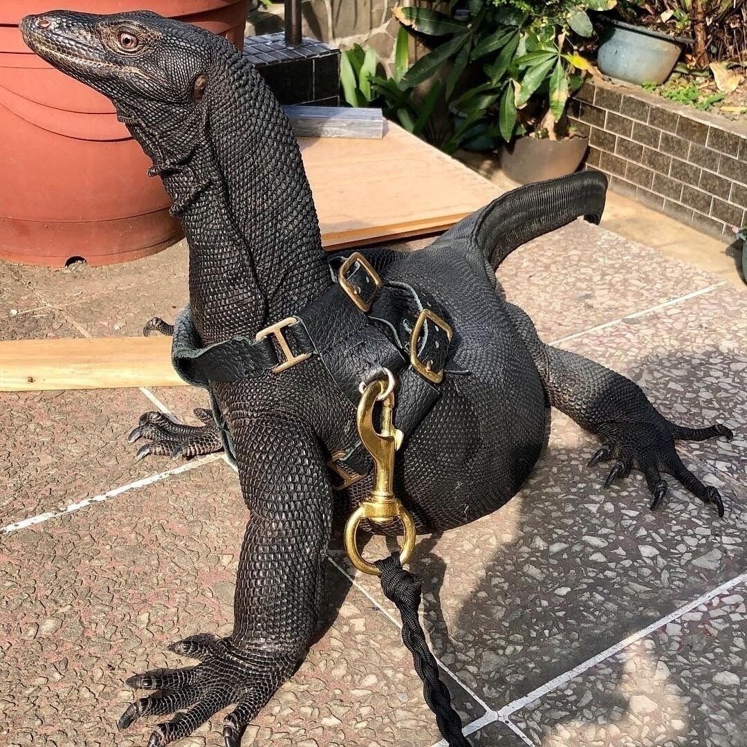 Комодский Варан с открытым ртом