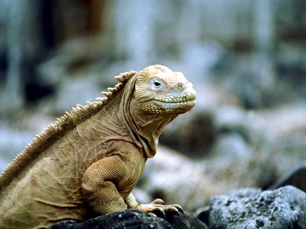 Бородатый дракон ящерица