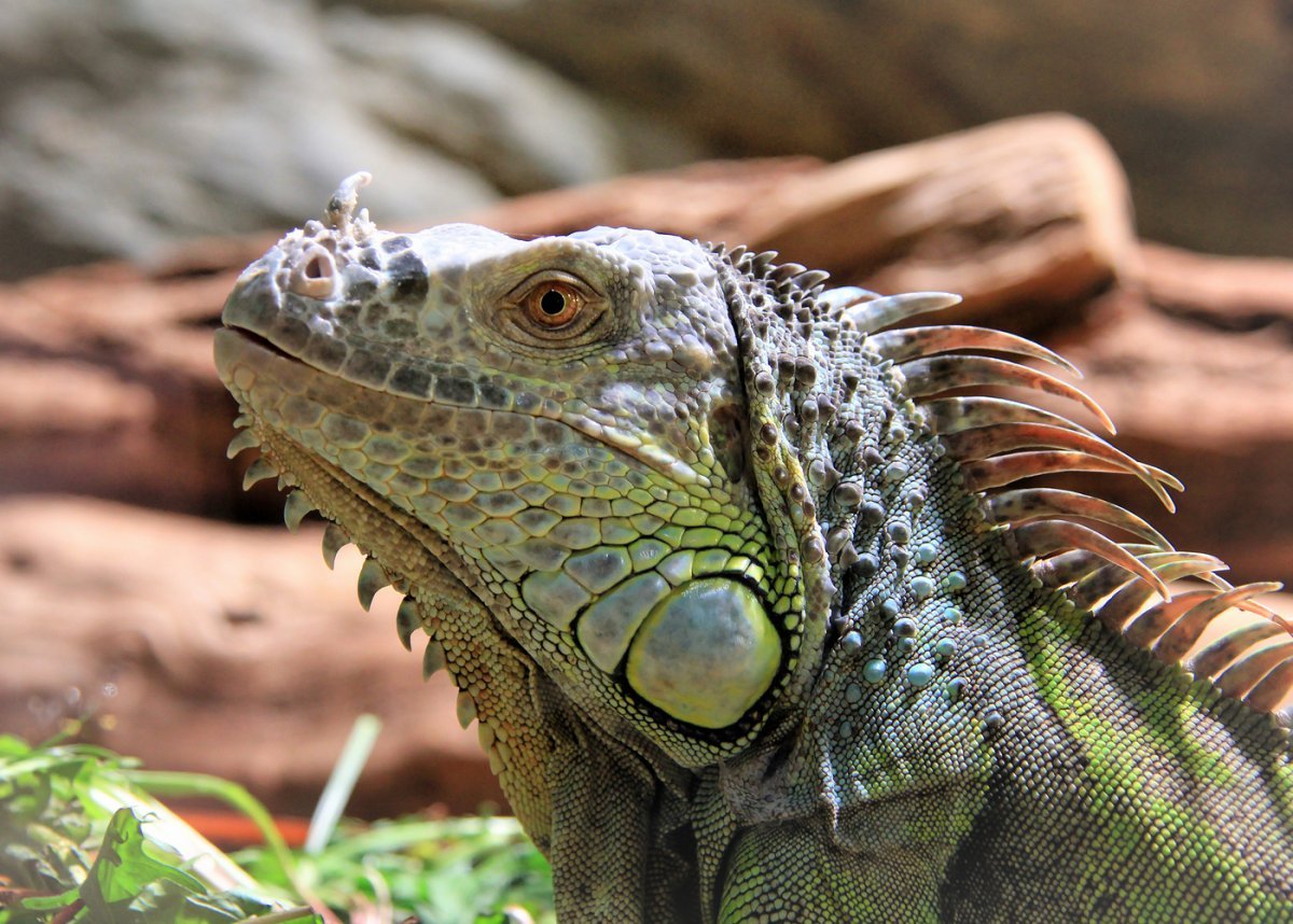 Вараны острова Комодо