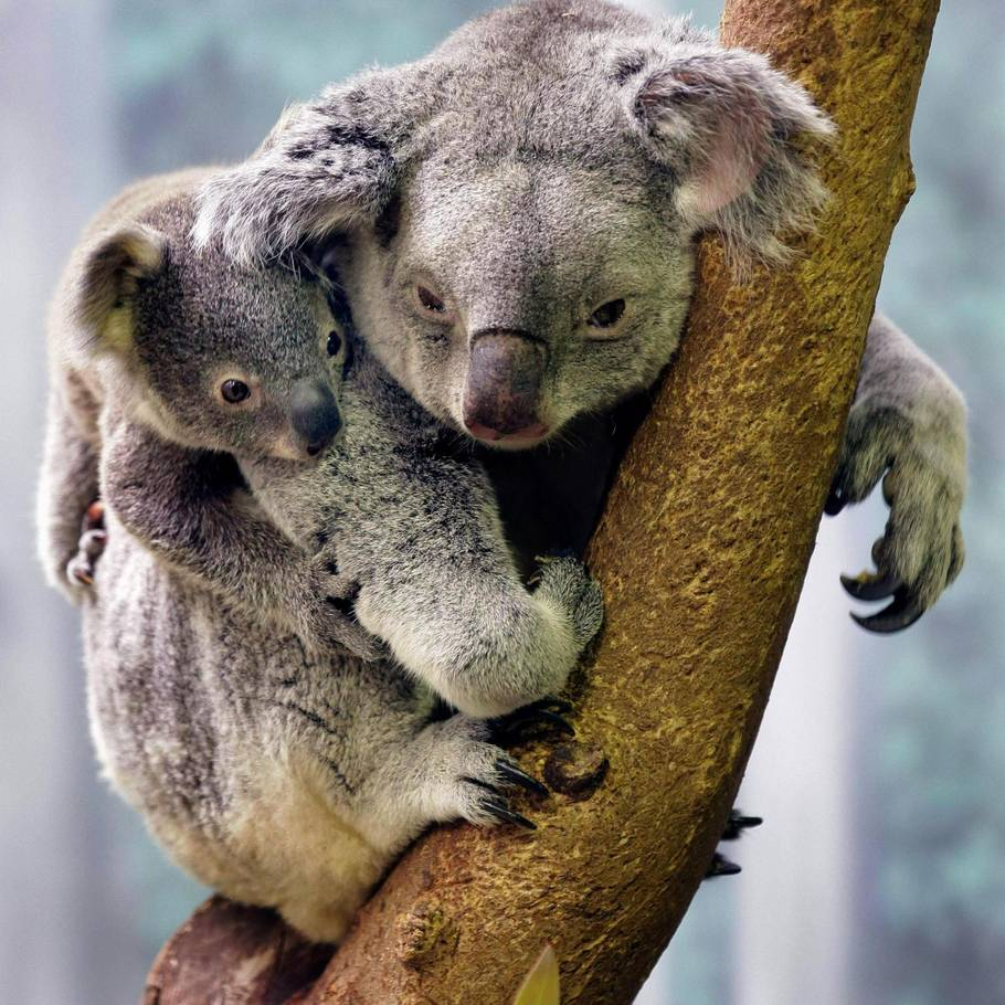 Дикая коала. Коала в Австралии. Коала с детенышем. Коала сумчатое животное. Утконос коала Австралия.