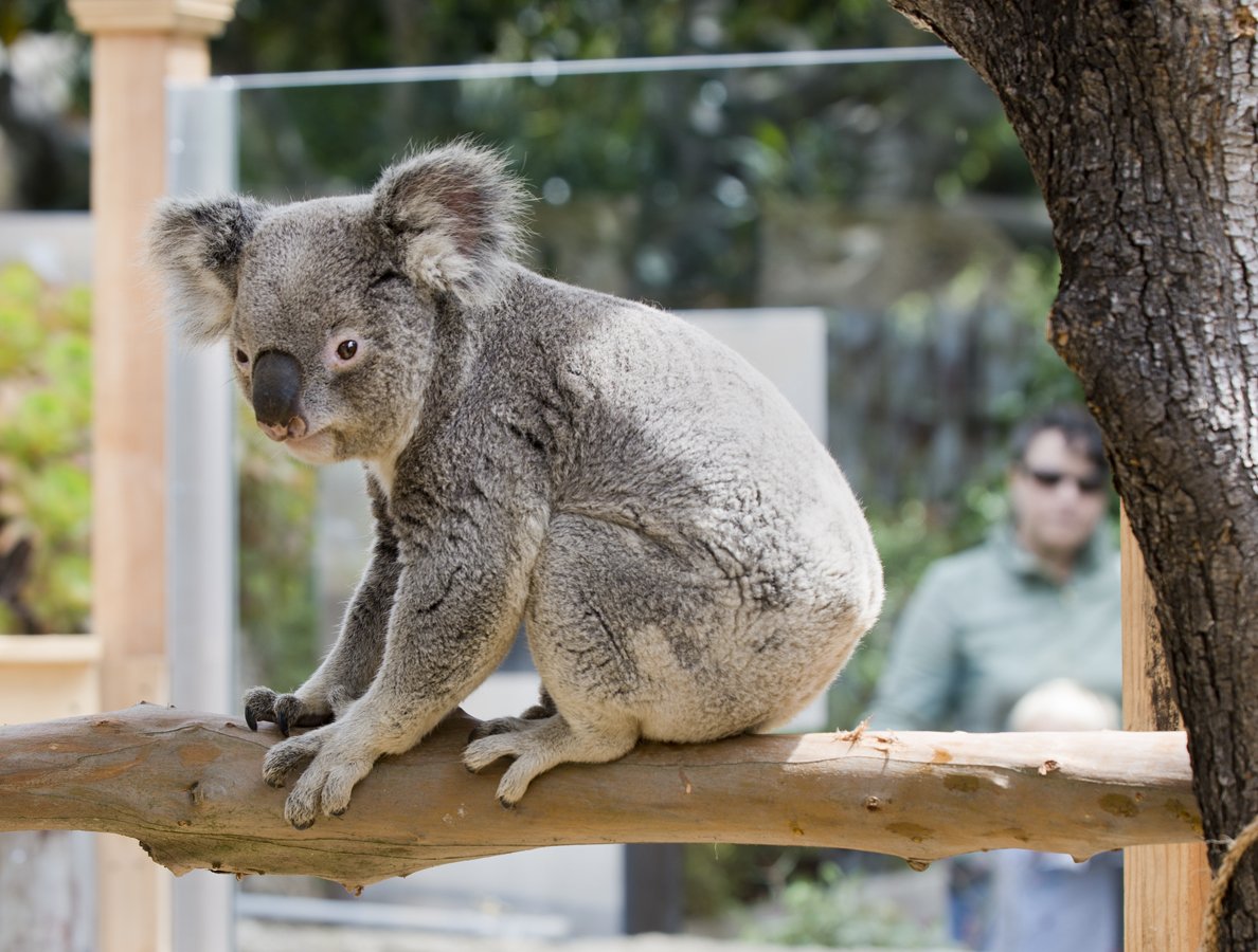Коала хвостик