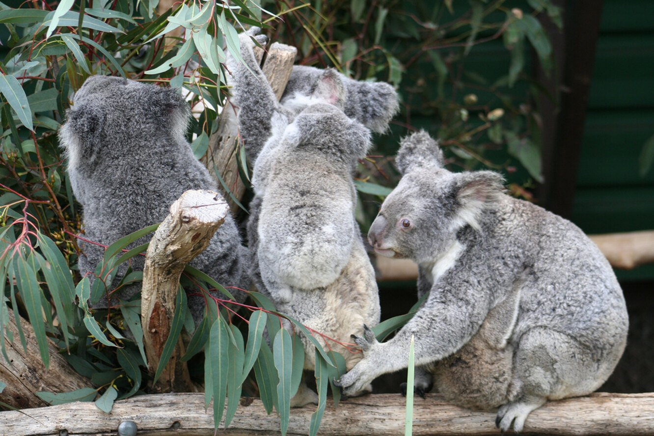 Хвост коалы. Лоун Пайн коала. Коала хвост. Спаривание коал. Коалы спариваются.