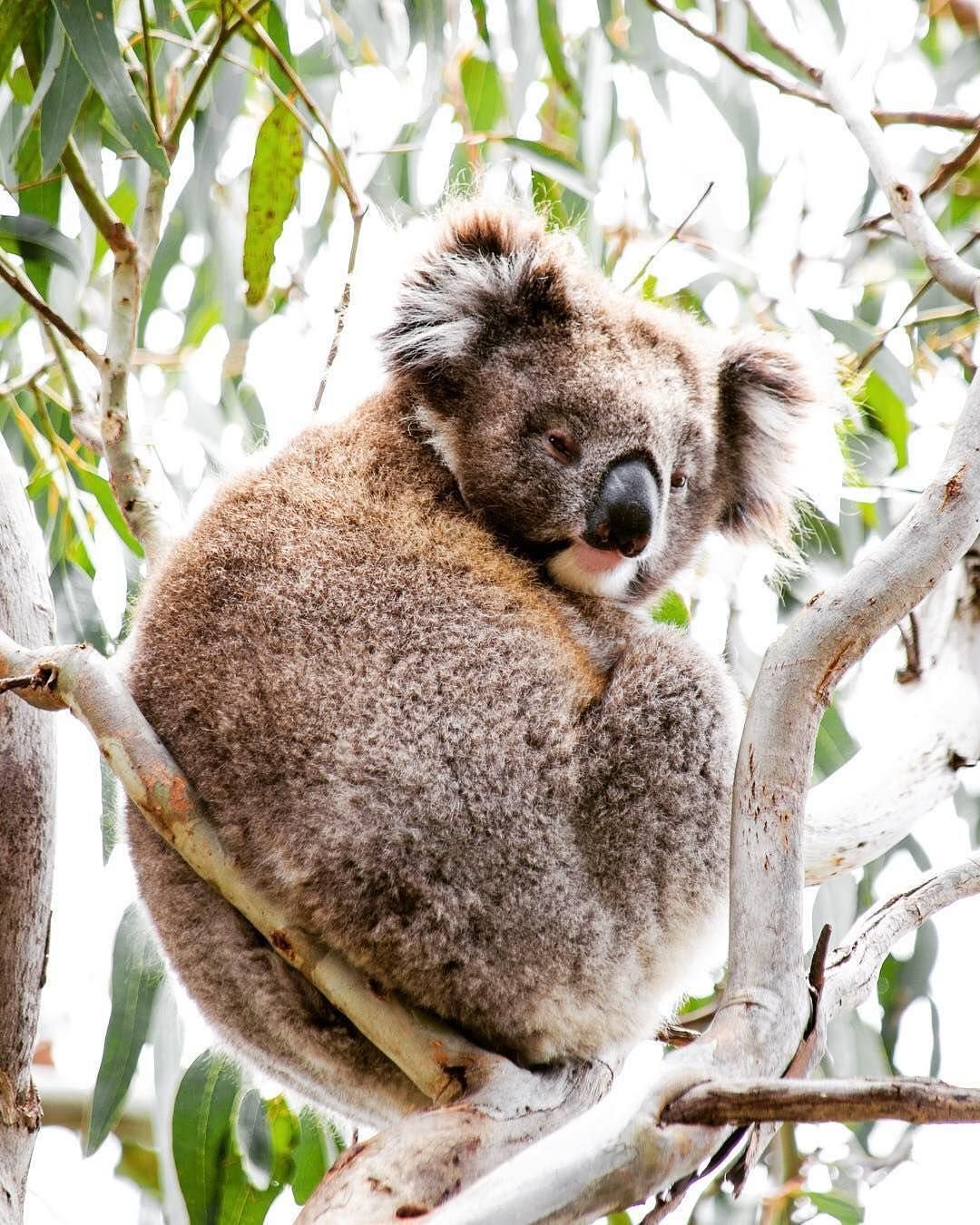 Хвост коалы. Коала в Австралии. Коала хвост. Тигровая коала. Бурая коала.
