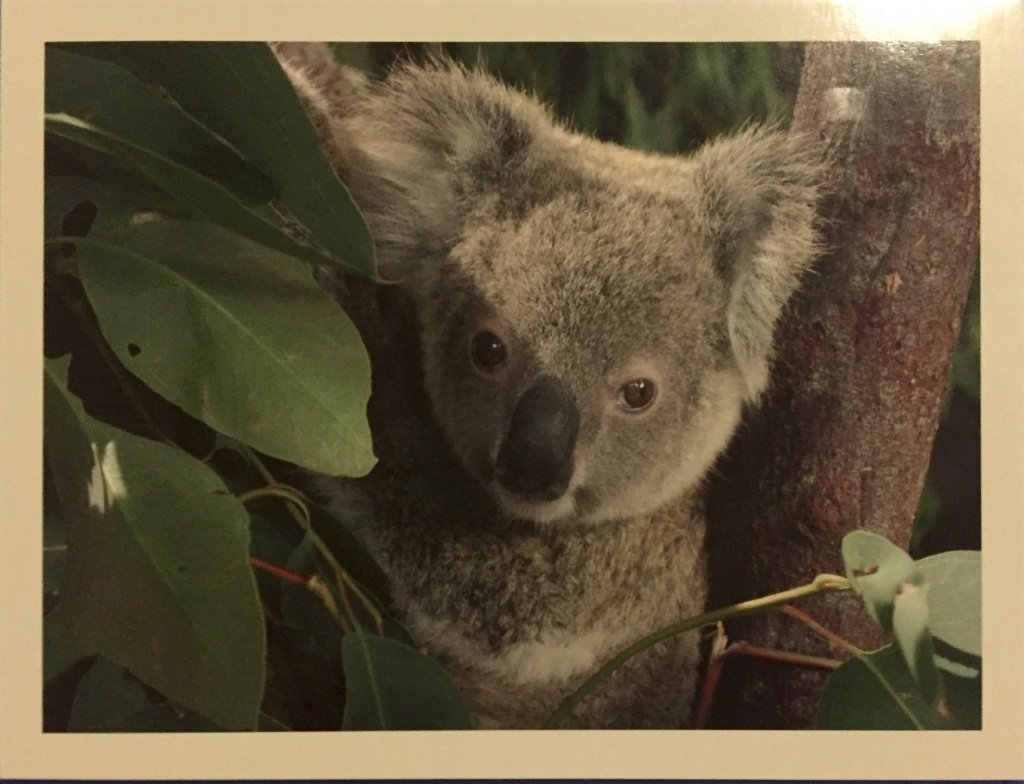 Коала с листиком