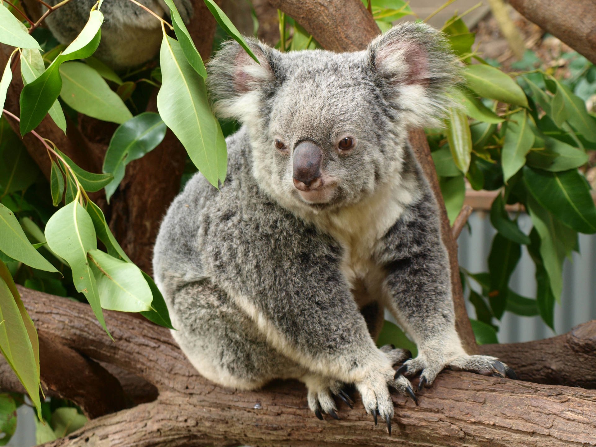 Хвост коалы. Австралийская коала. Животное похожее на коалу. Коала на дереве. Коала хвост.