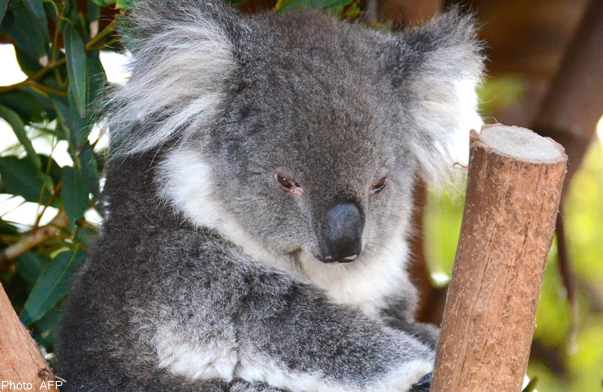 Коала в зоопарке