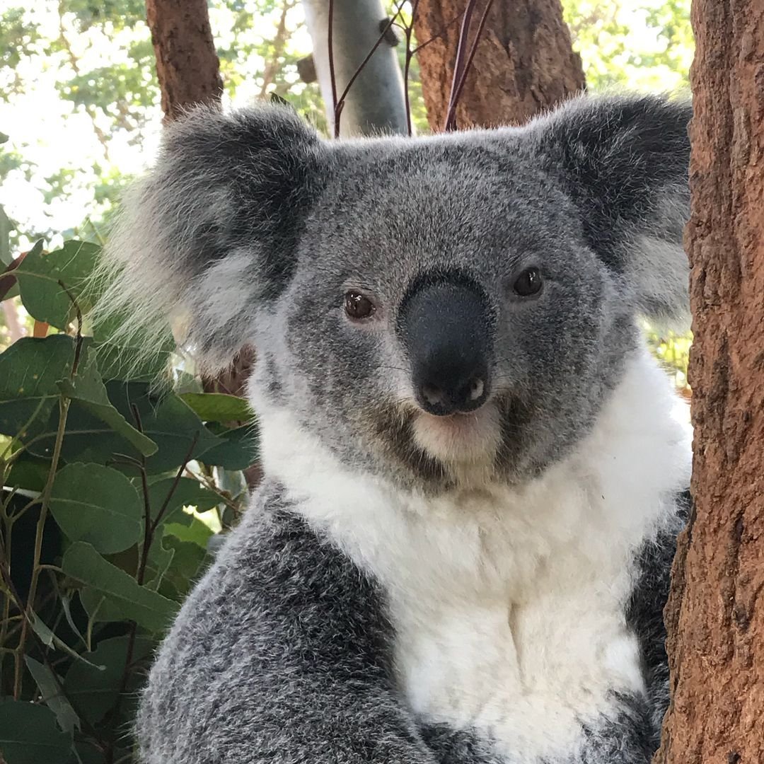 Похожи на коал. Коала хвост. Коала хищник. Тасманская коала. Бурая коала.