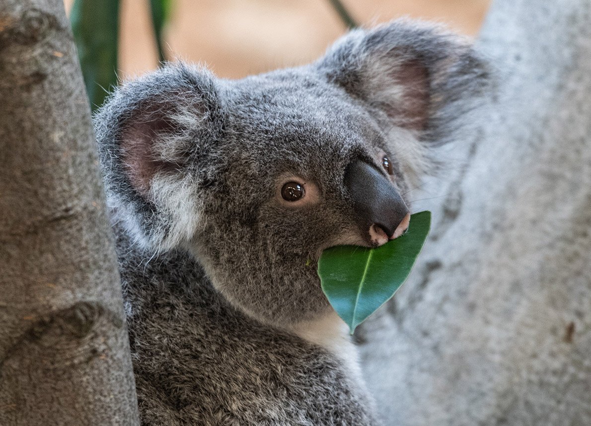 Коала анатомия