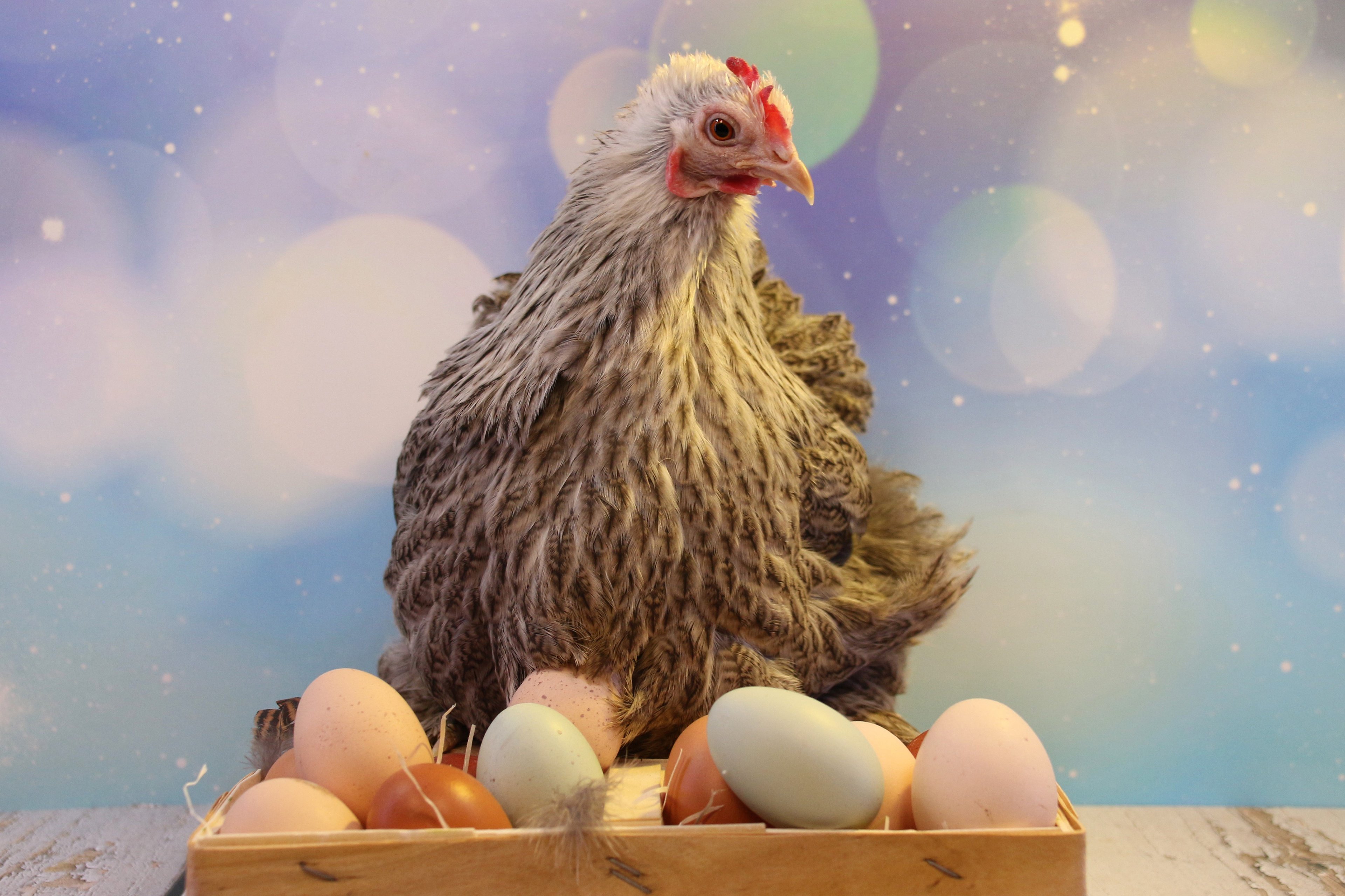 Покажи яйцо курицы. Пасхальные куры. Куры с пасхальными яйцами. Курица с пасхальными яйцами порода. Курочка с пасхальными яичками.