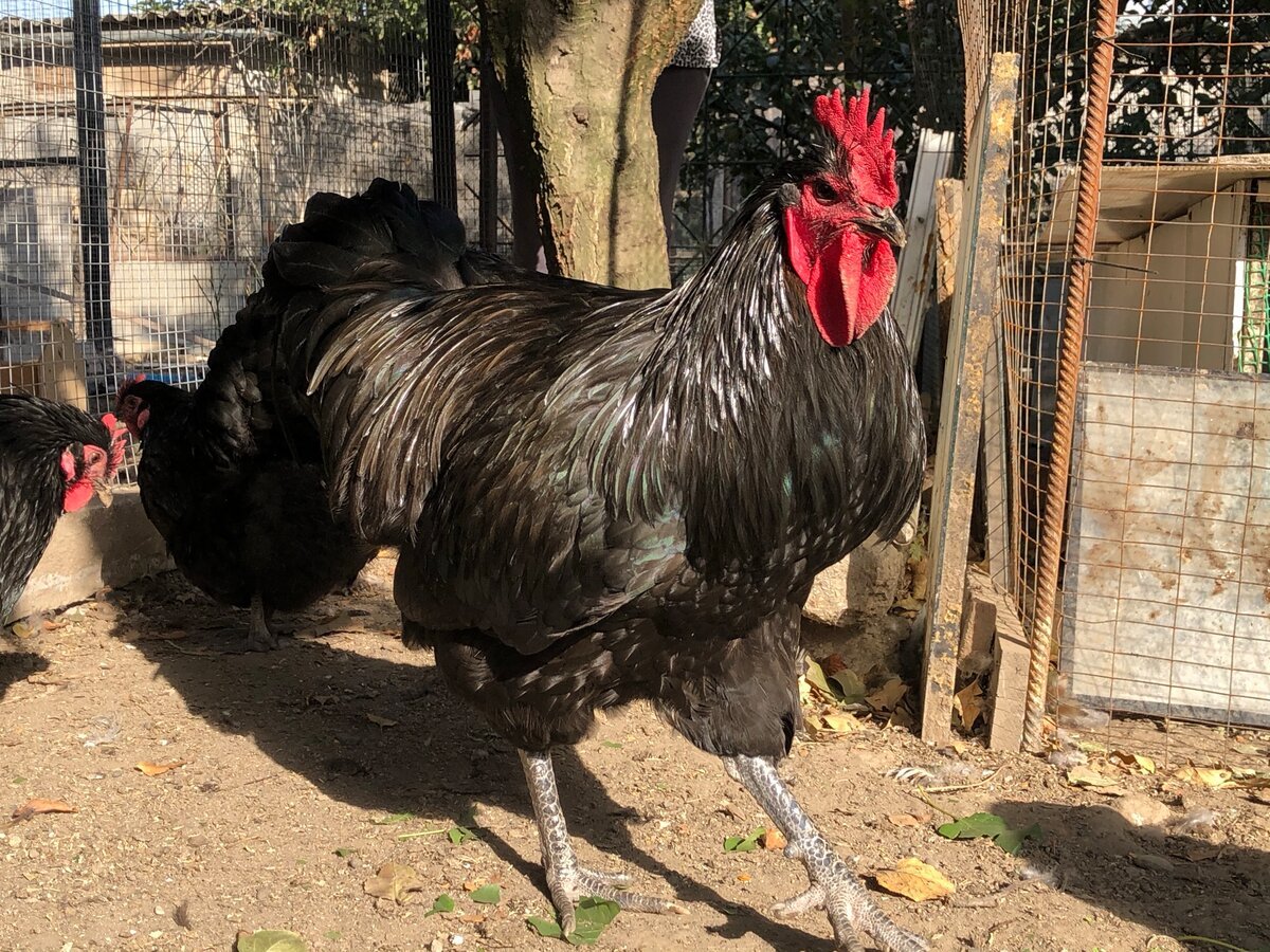 Петух Джерсийский гигант