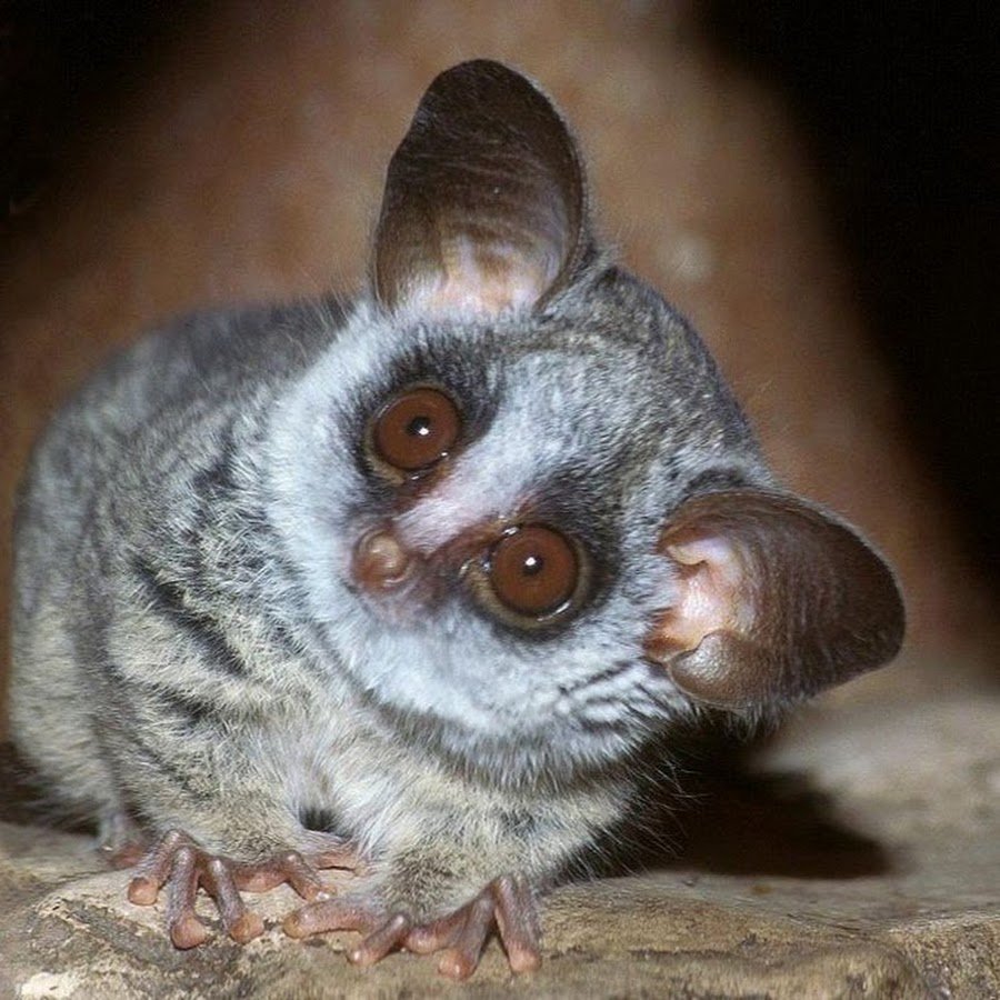 Bush Baby галаго