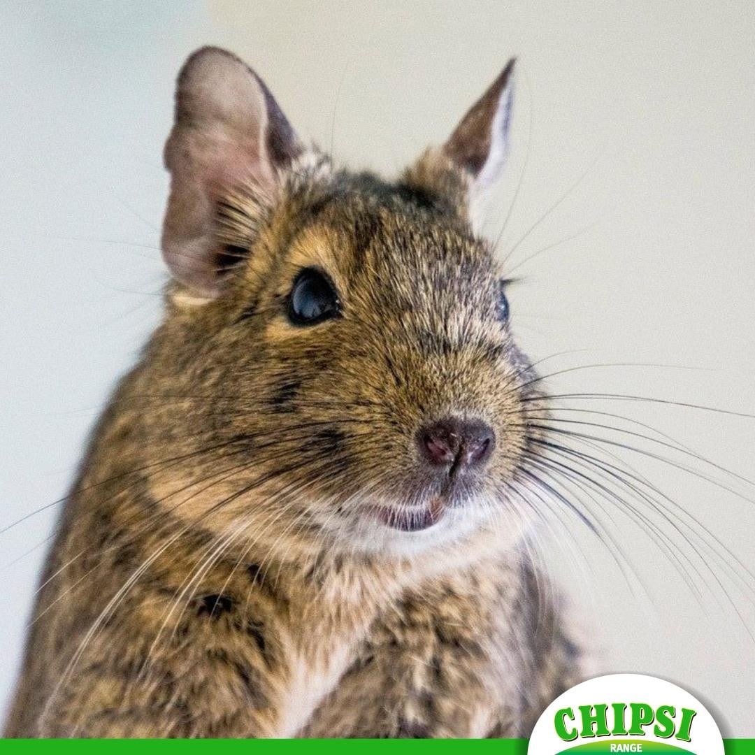 Домашняя белка дегу