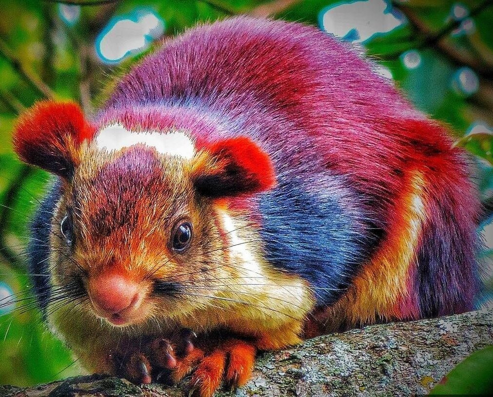 Малабарская гигантская белка