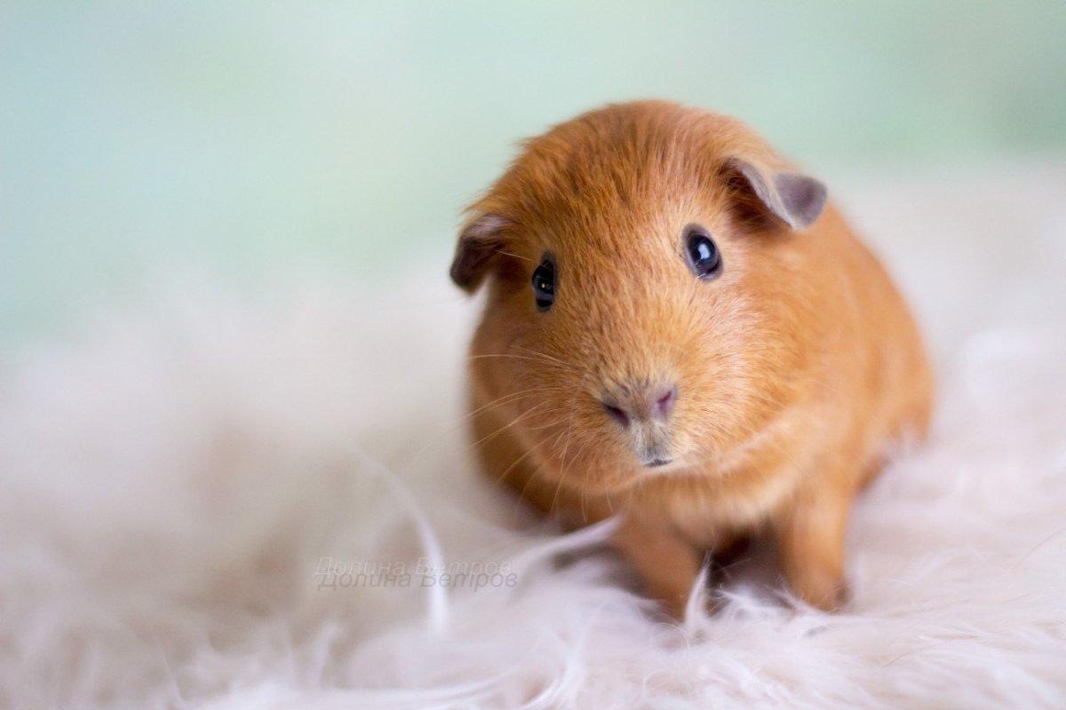 Морская Свинка гладкошерстная