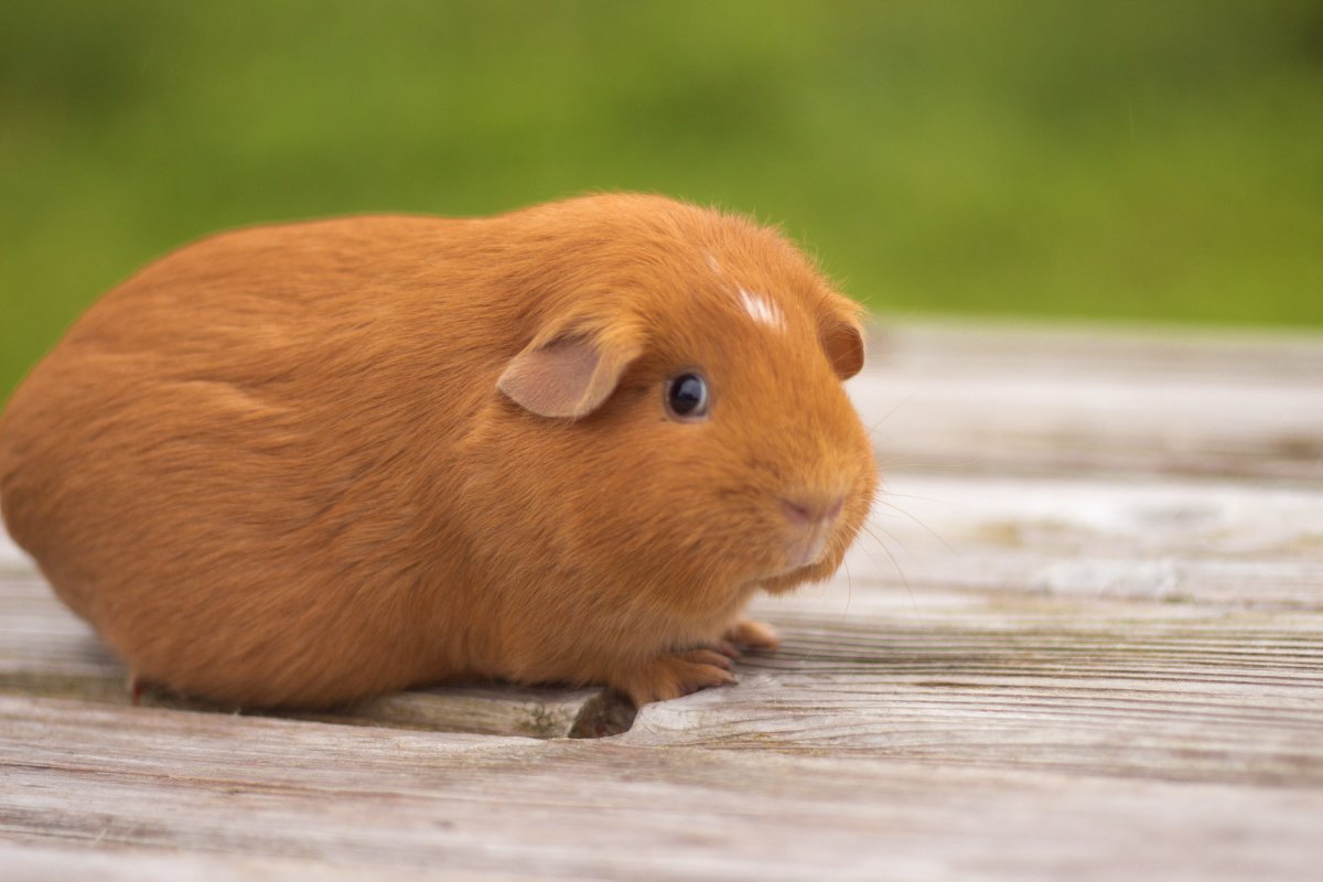 Гладкошерстная морская