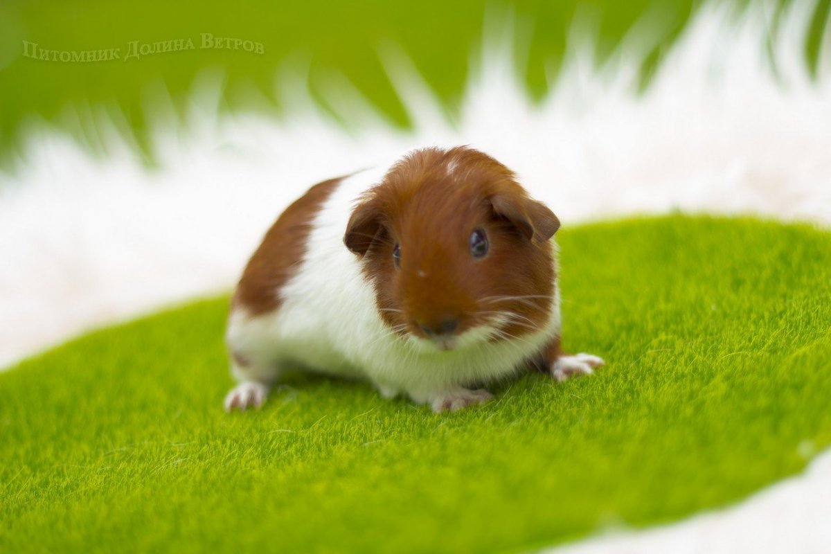 Морская Свинка гладкошерстная