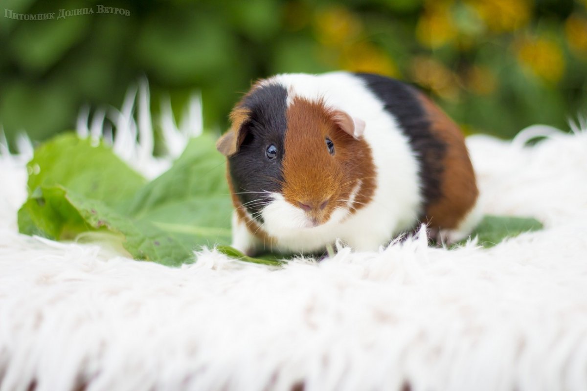 Морская Свинка скинни черная