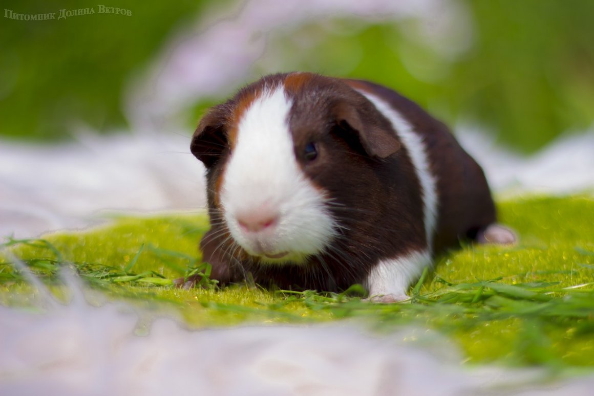 Морская Свинка трехцветная