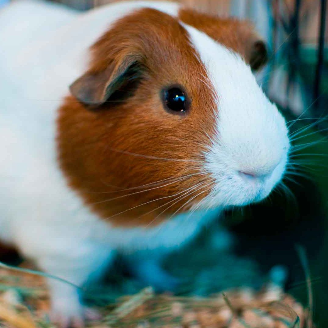 Взрослая гладкошерстная морская Свинка