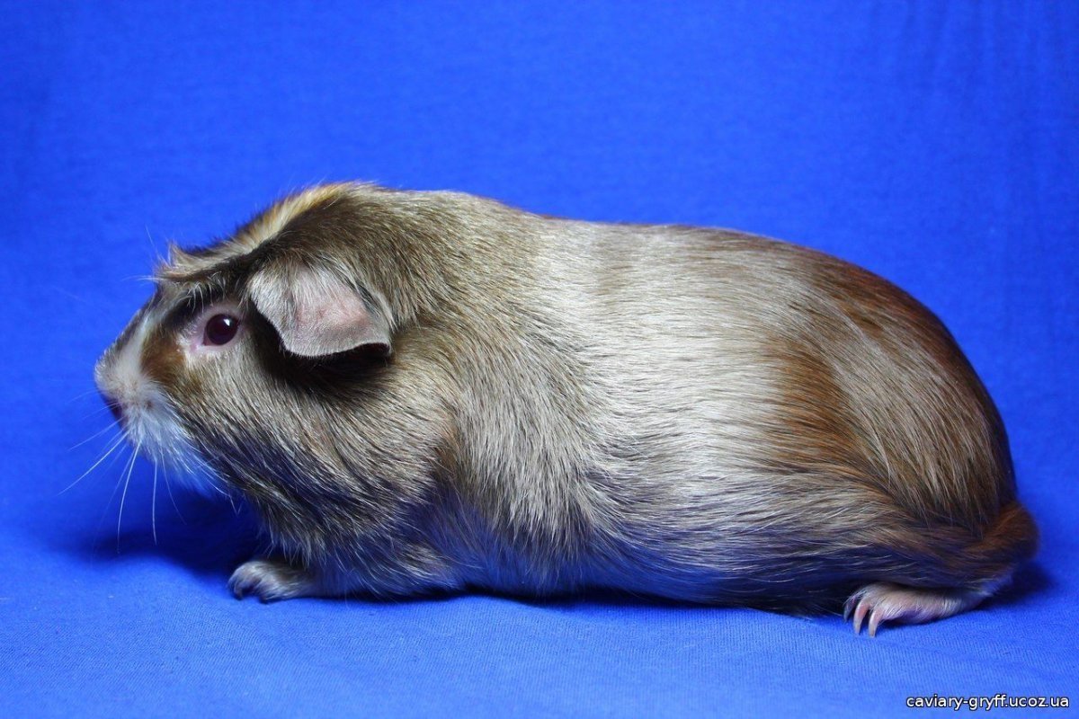 Морская Свинка крестед