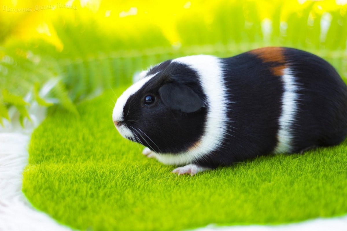 Белая гладкошерстная морская Свинка