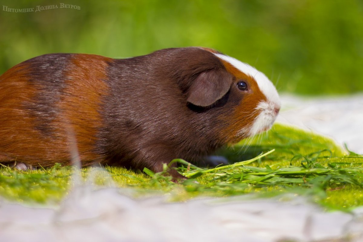 Морская Свинка гладкошерстная