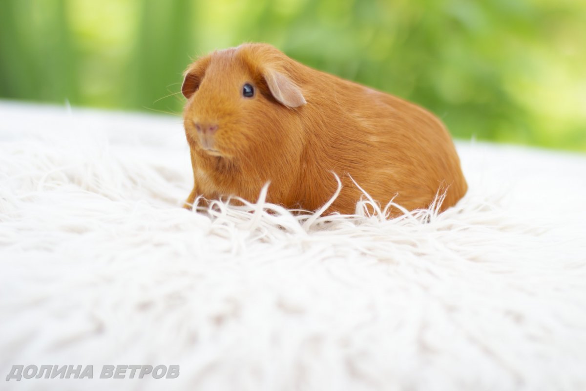 Морская Свинка трехцветная гладкошерстная