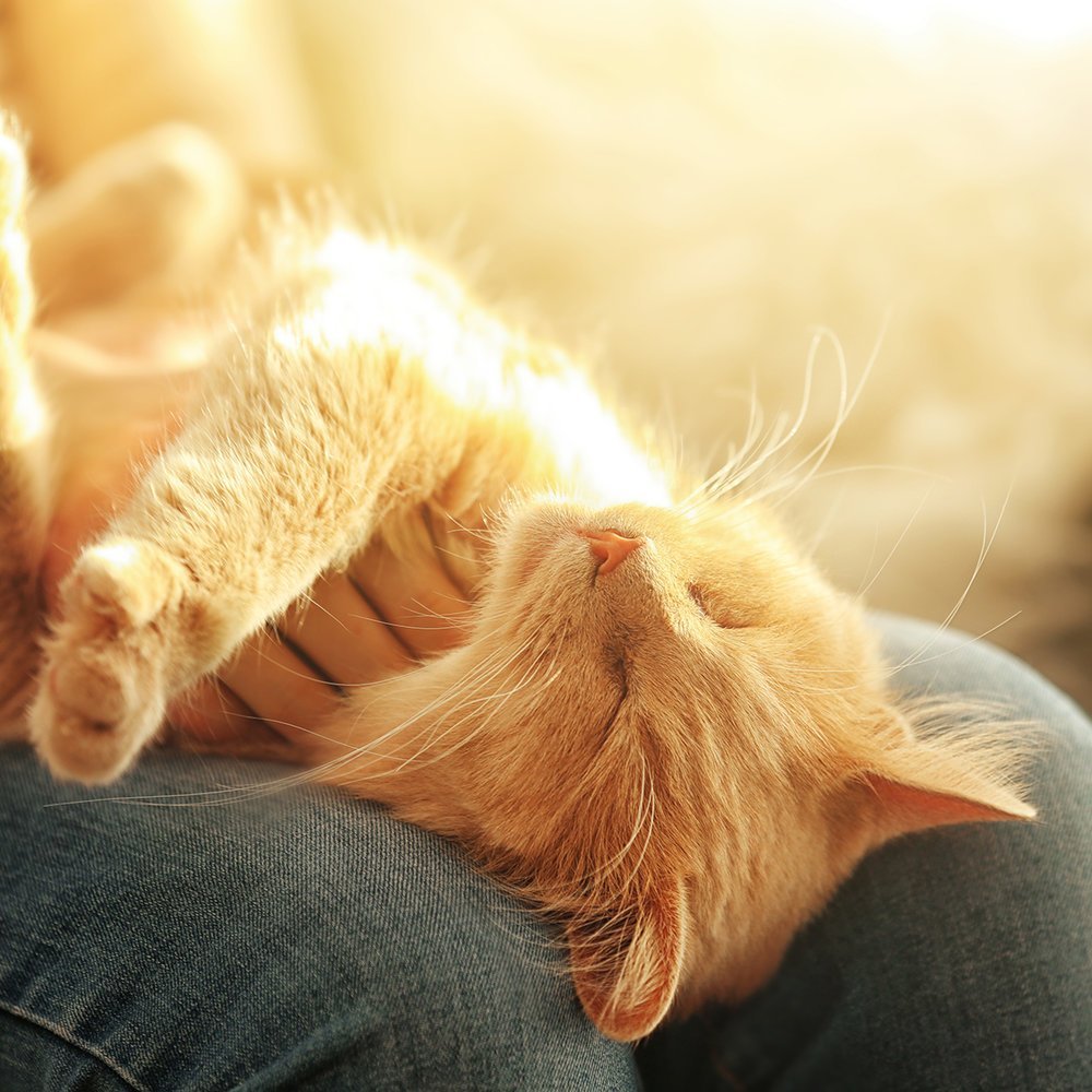 Кот лежит на коленях