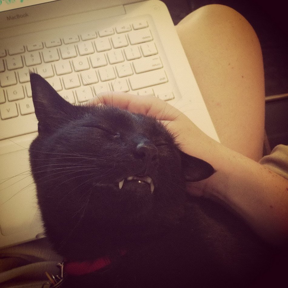 Черная кошка на руках