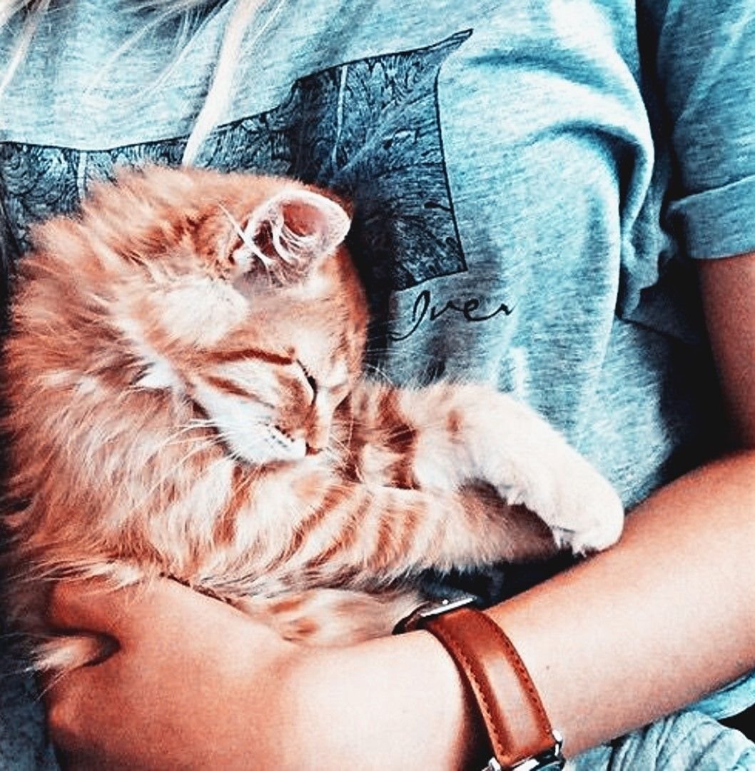 Кот на руках