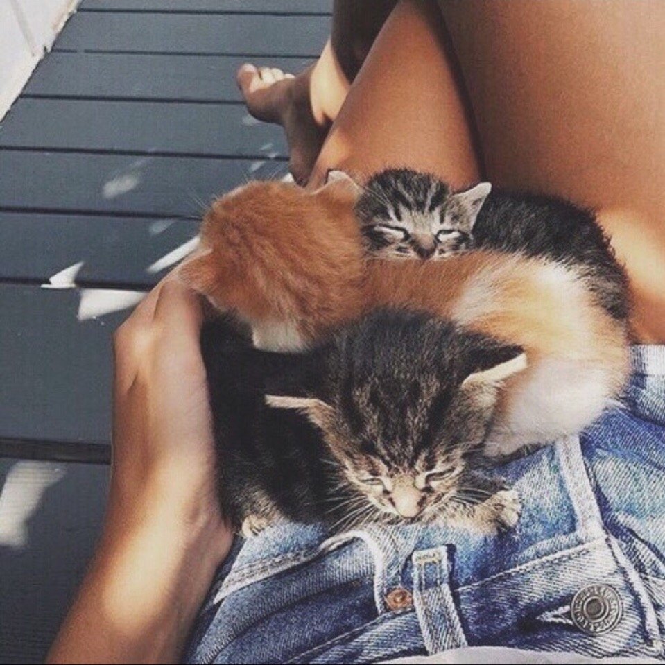 Котик в ногах девушки