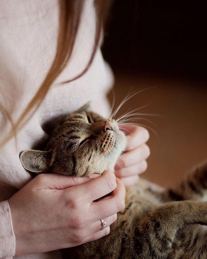 Кошка мурлычет