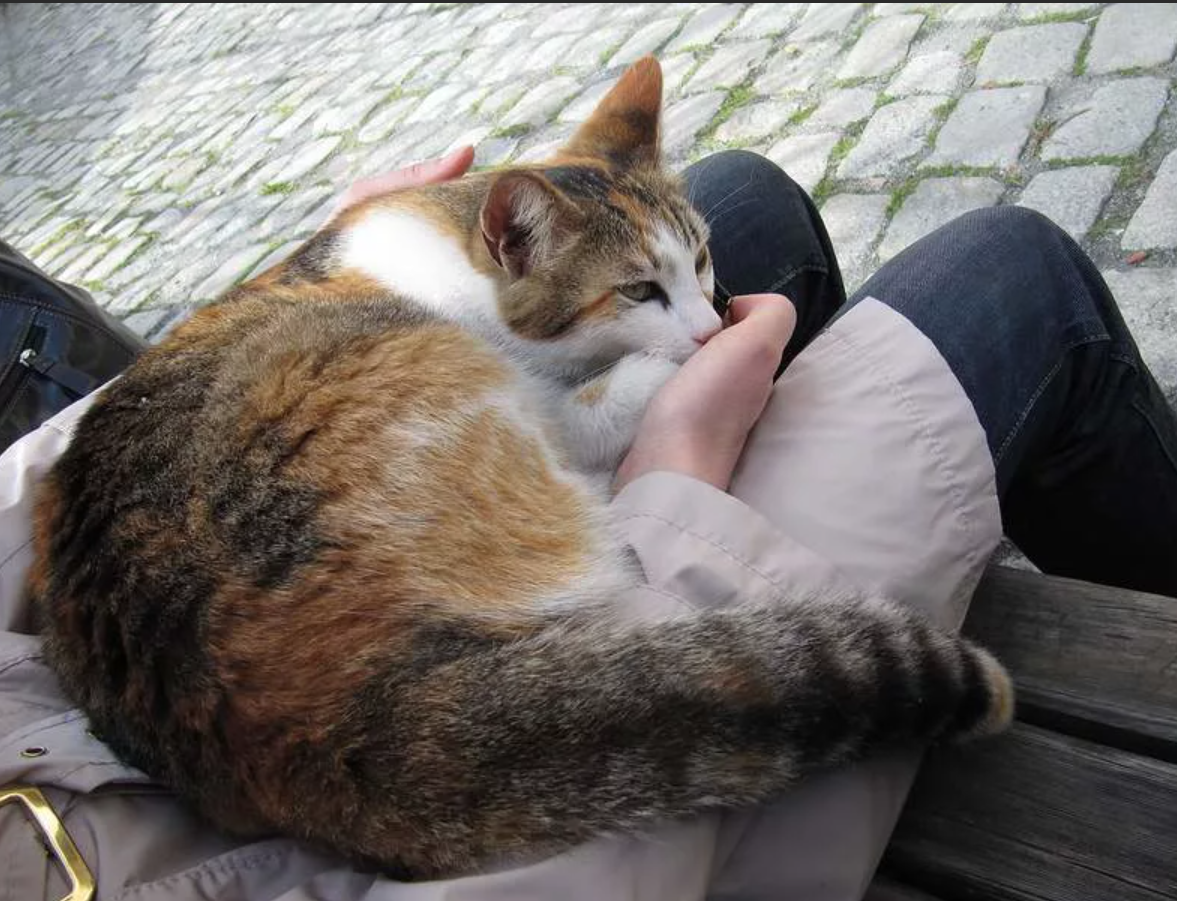 Кот лежит на коленях