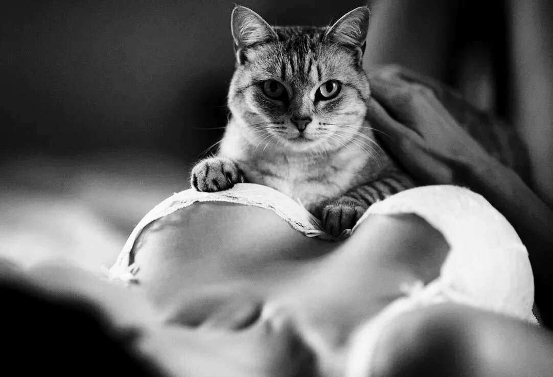 Котенок на груди