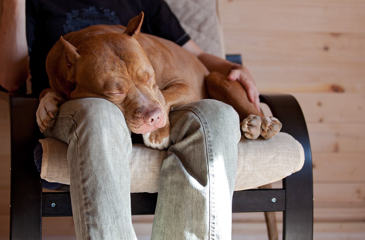 Собака лежит на коленях