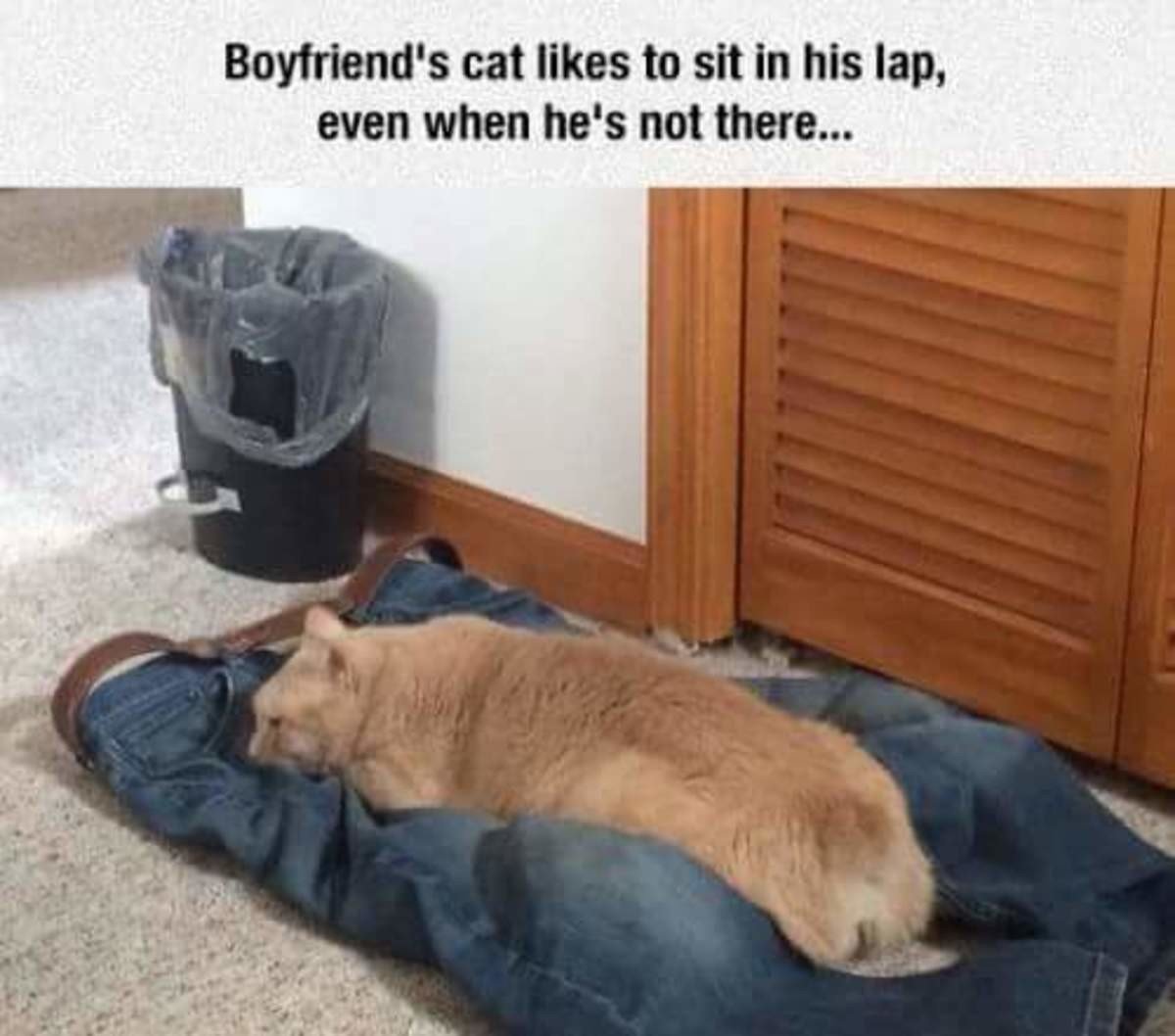 Кошка спит на коленях