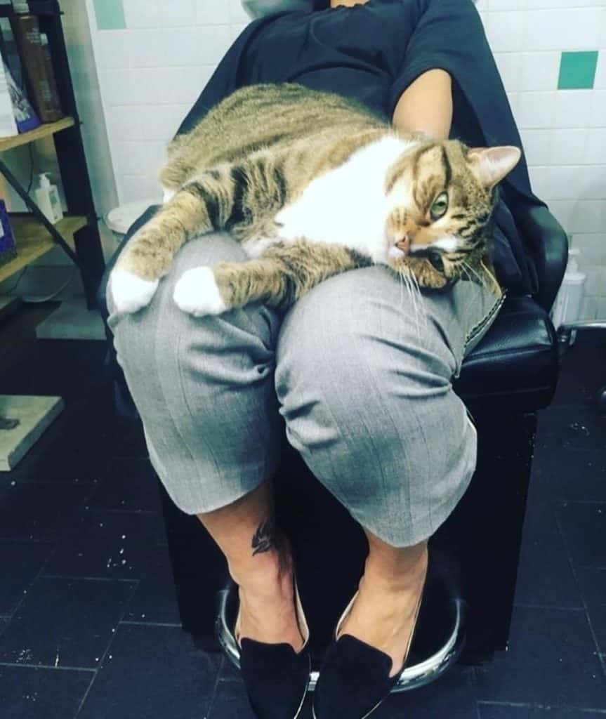 Котик на коленях