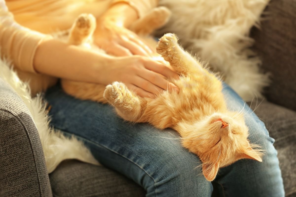 Кот лежит на коленях