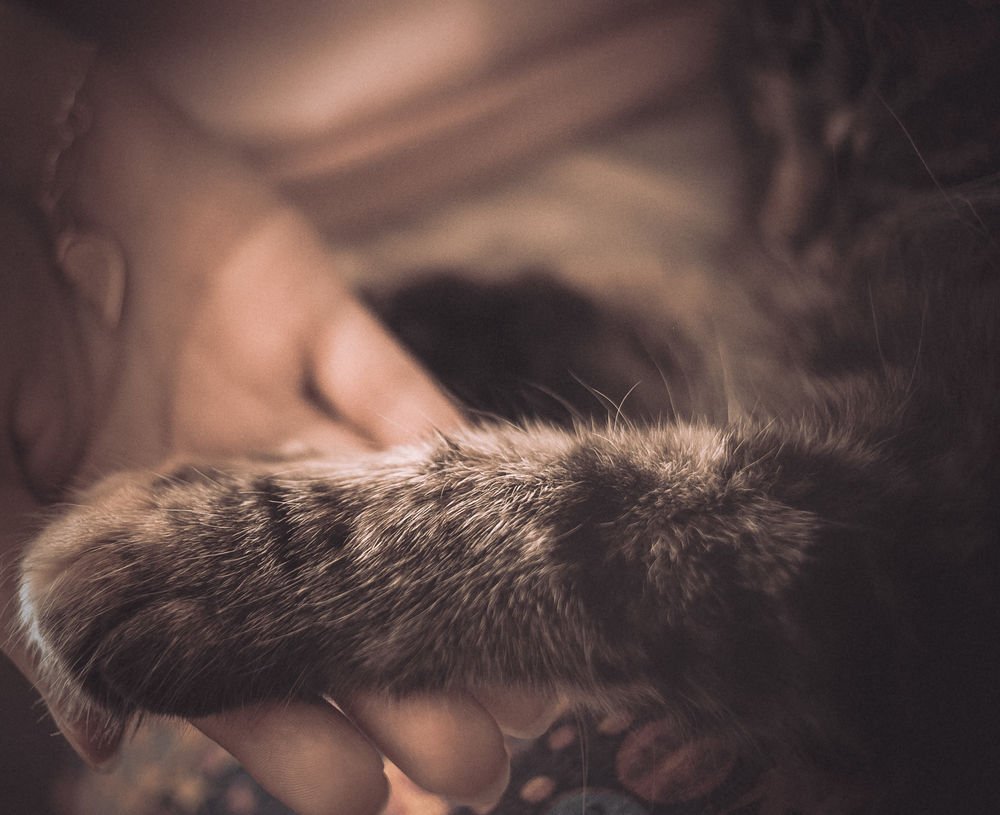 Кошка на руках