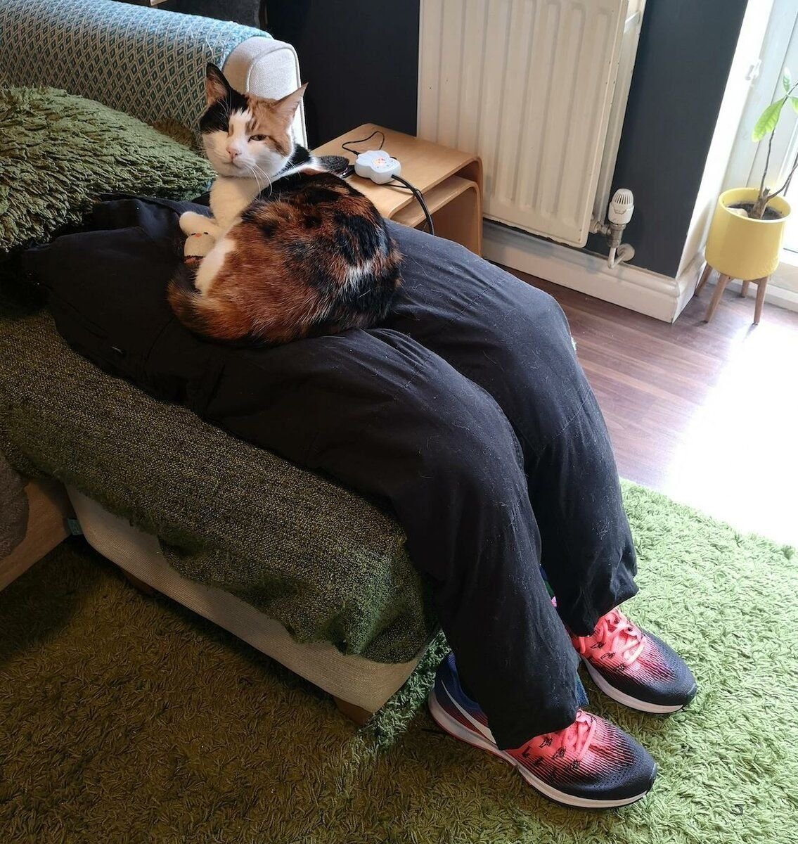 Кот спит на коленях