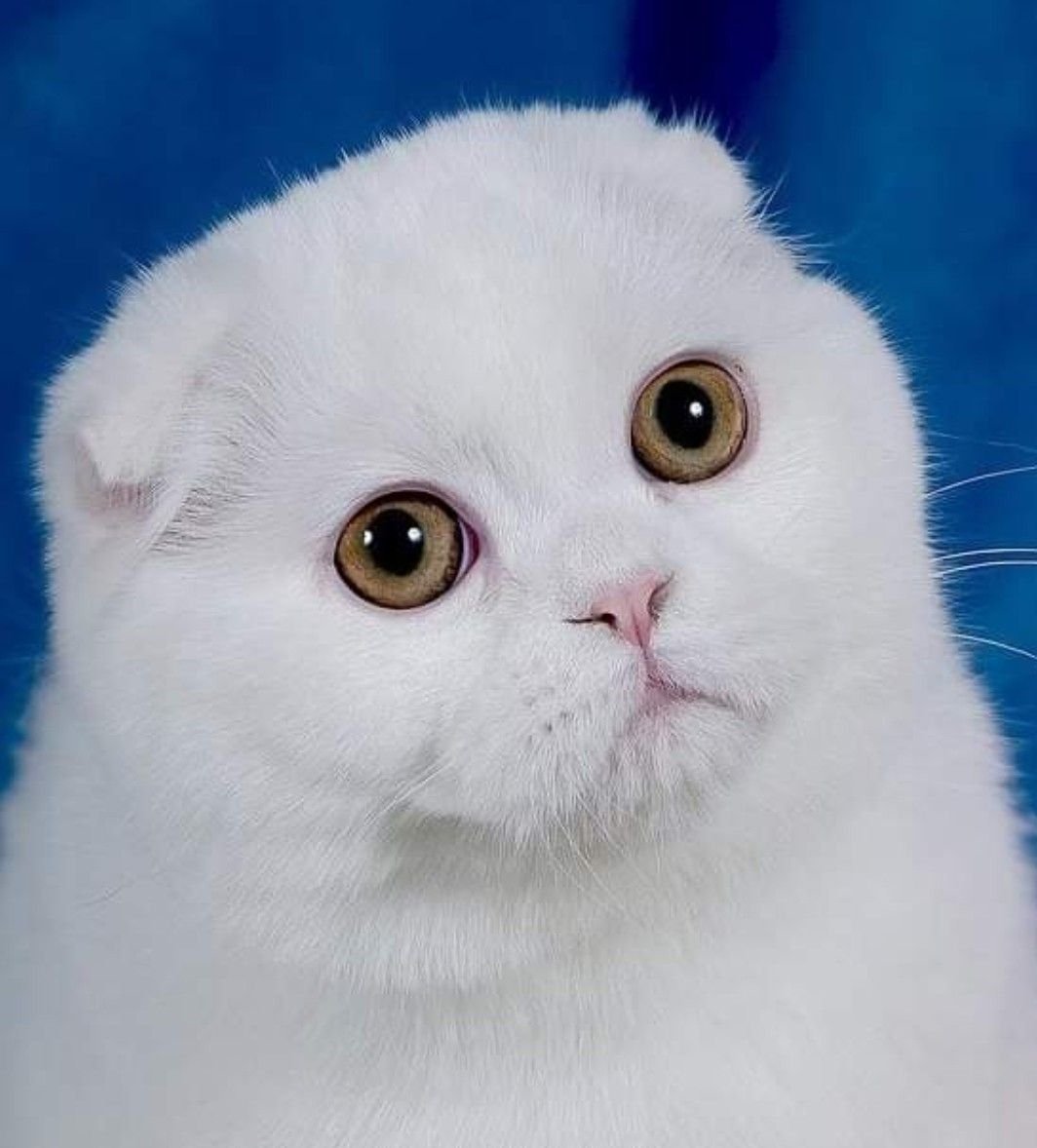 Скоттиш фолд белый