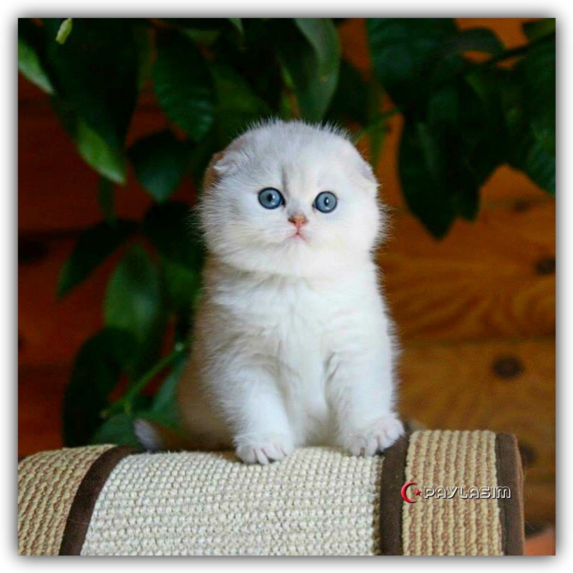 Белая шиншилла кошка вислоухая