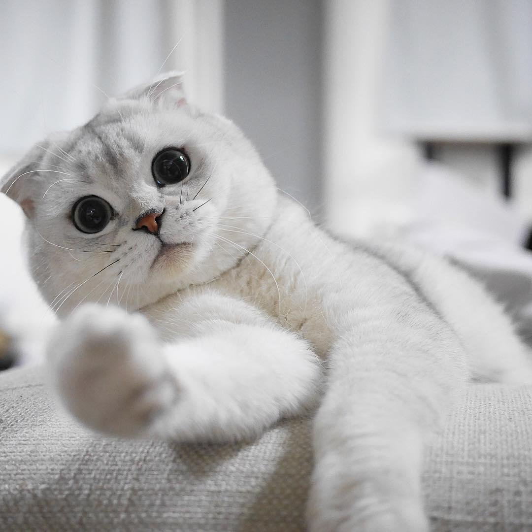 Вислоухий кот Эстетика