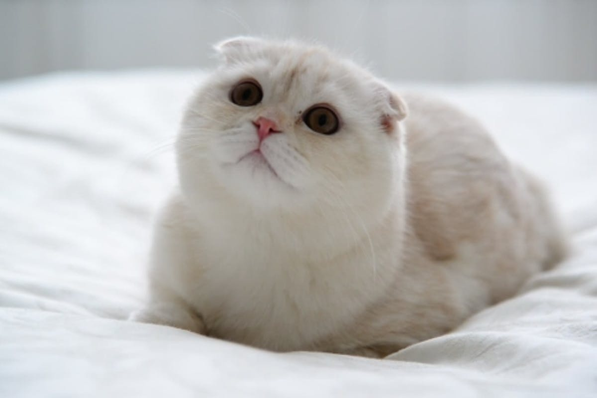 Шотландский вислоухий котенок кремовый