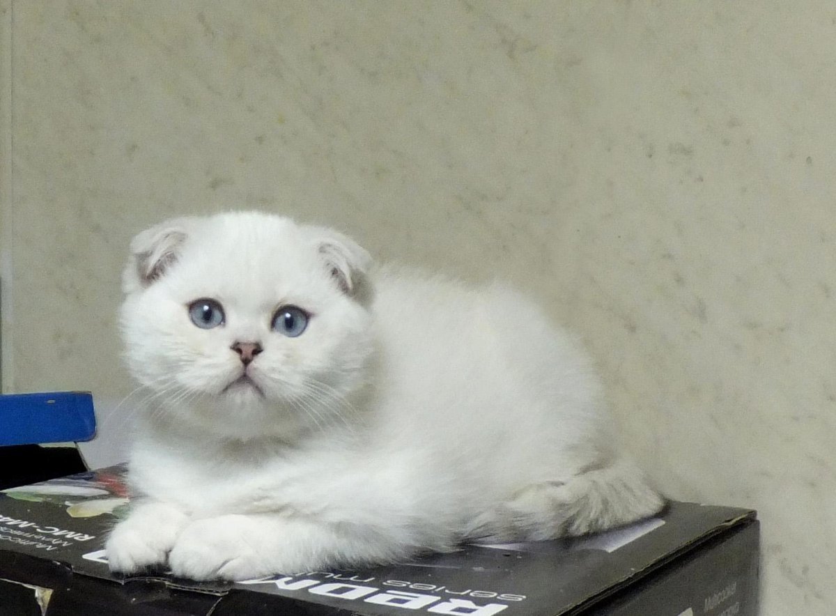 Шотландская вислоухая кошка