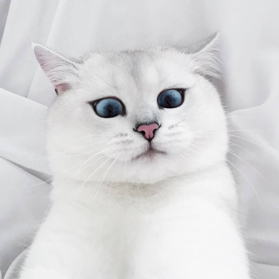 Вислоухий кот желтый