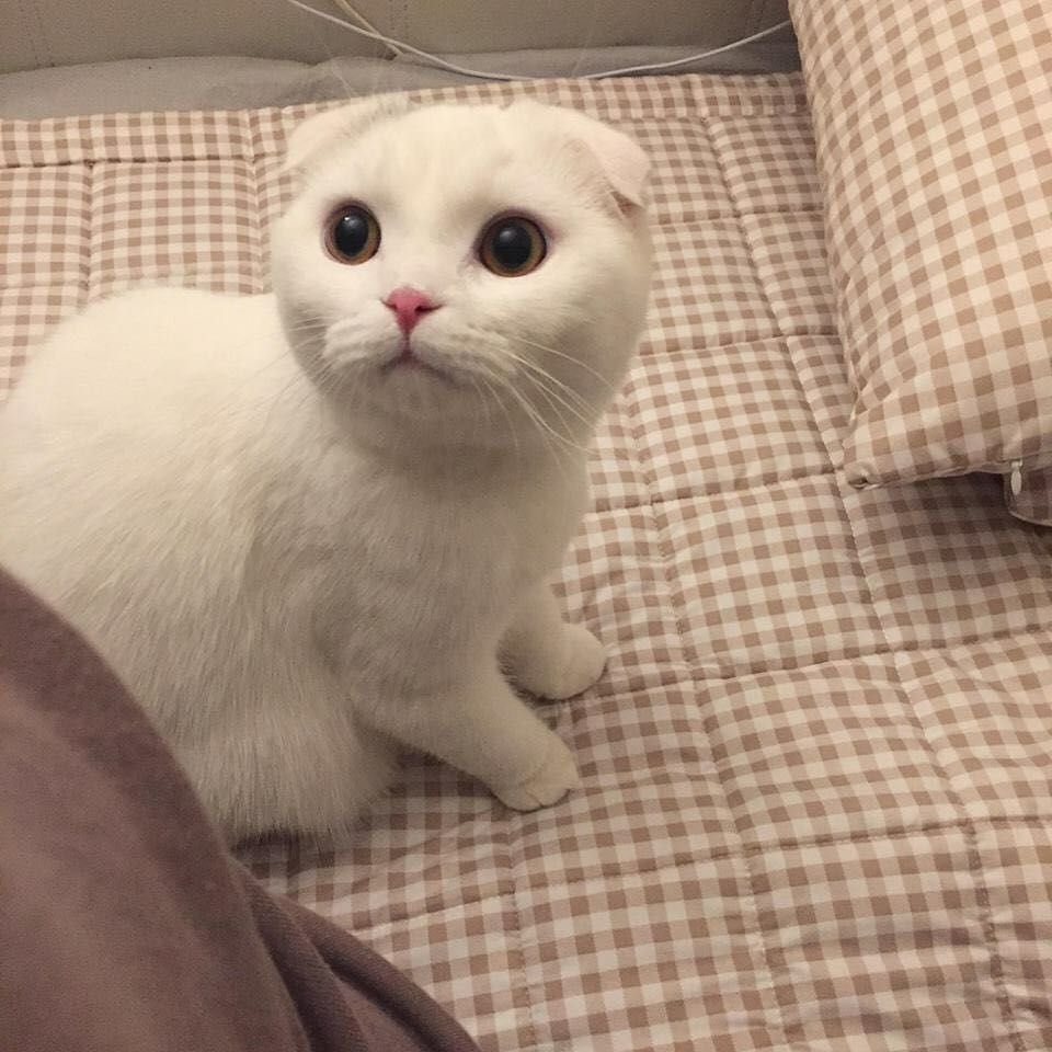 Бело коричневая вислоухая кошка