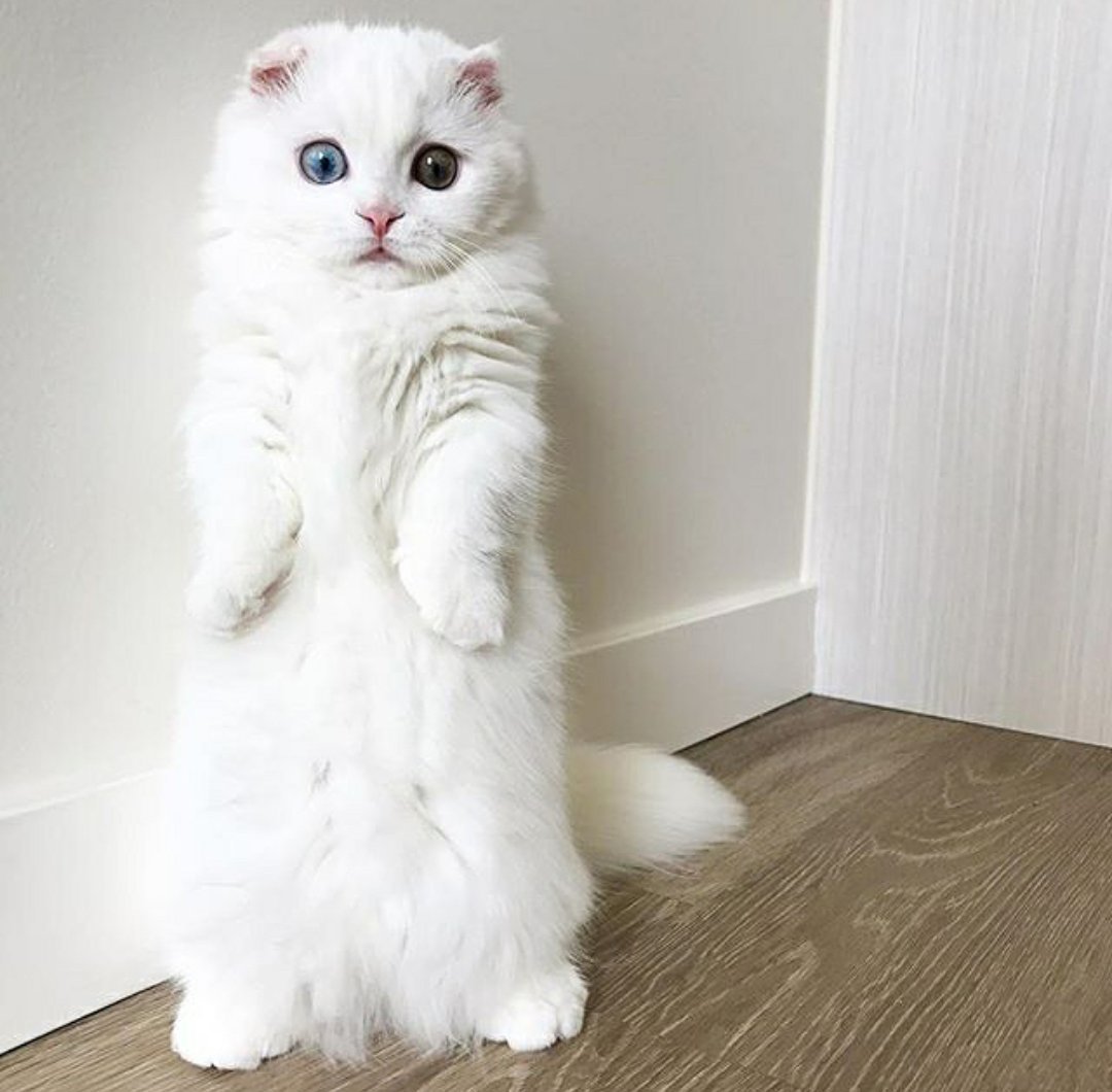 Британская вислоухая шиншилла