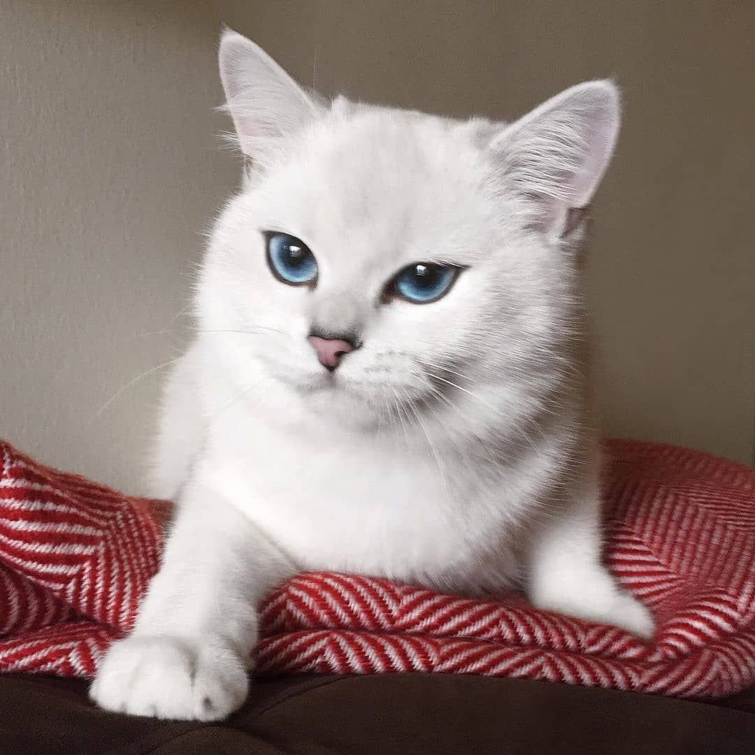 Безухий кот порода